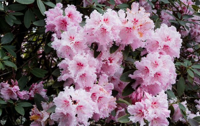 "Ледяные тропики": выжили ли азалии в Ботсаду Гришко и будет ли цветение в этом году