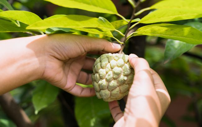 Цей унікальний фрукт у формі серця знижує тиск і підтримує роботу м&rsquo;язів