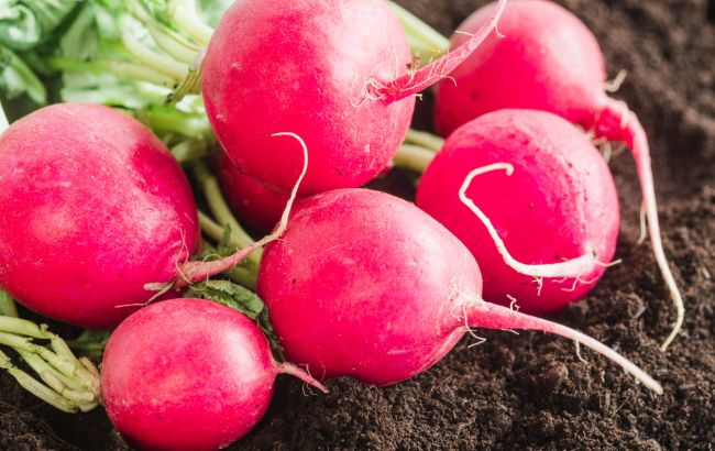 Отримаєте великий урожай: ось що потрібно додати у ґрунт під час посіву редиски