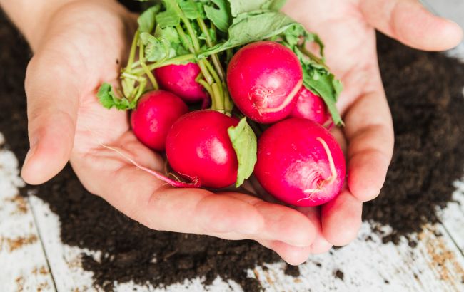 При какой температуре можно сеять редис: не совершите роковую ошибку