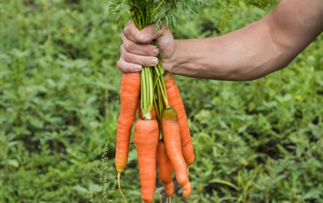 Вырастут даже в песке: 7 полезных овощей, которые растут в любой почве