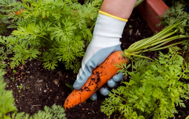Коли викопувати моркву, щоб вона була смачною