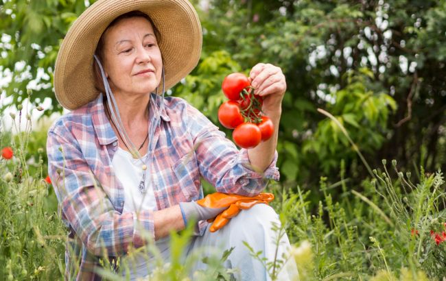Никогда не сажайте эти растения возле помидоров: урожай погибнет