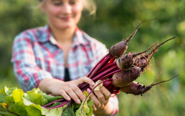 Як правильно викопати буряки, щоб вони довго зберігалися