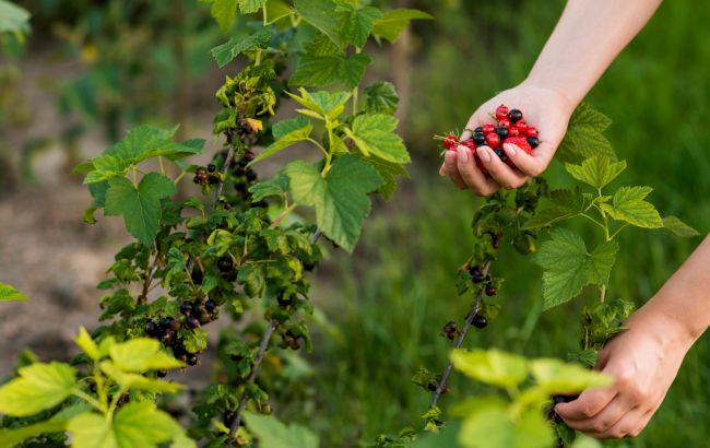 Яке свято 23 липня: що заборонено, які існують традиції та кого потрібно привітати з іменинами