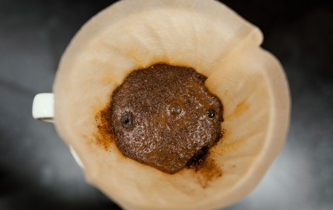 Кавова гуща: для яких рослин це найкраще добриво, а для яких - "отрута"