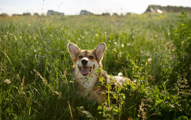 Чому тварини їдять траву: приховані причини і коли це небезпечно