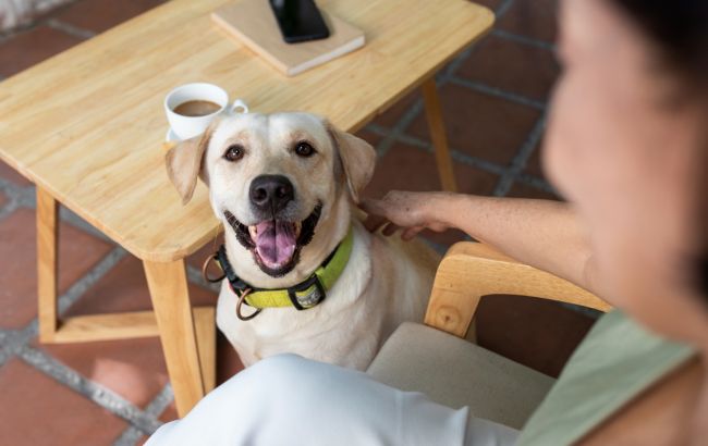 Ветеринари розповіли, чому собаки їдять сиру картоплю: поради власникам тварин