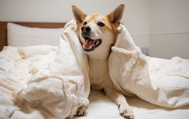 Собака вдруг стала агрессивной: причина может быть совсем неожиданной