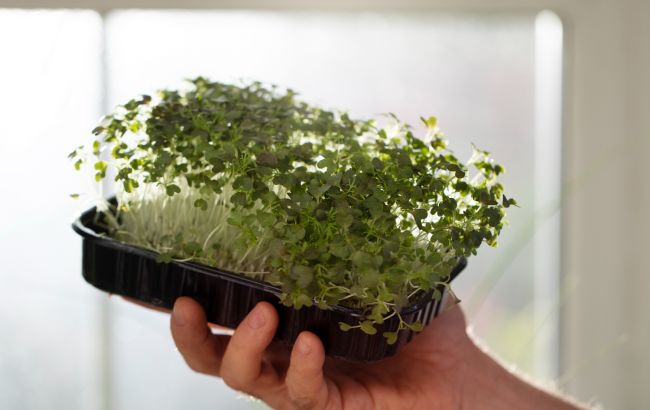 Чи корисніша мікрозелень за звичайну зелень? Вся правда про модний продукт