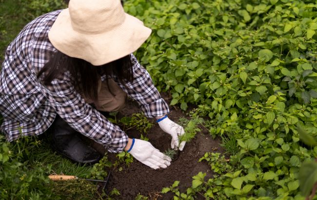 7 видів органічної мульчі для рослин, яка покращить ґрунт