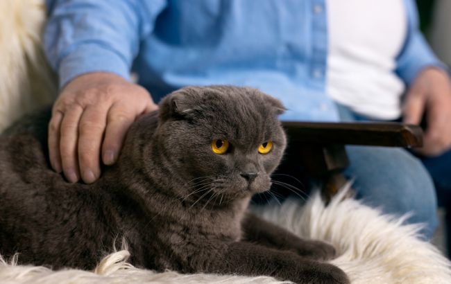 Чи можуть коти ревнувати: що з'ясували зоофахівці