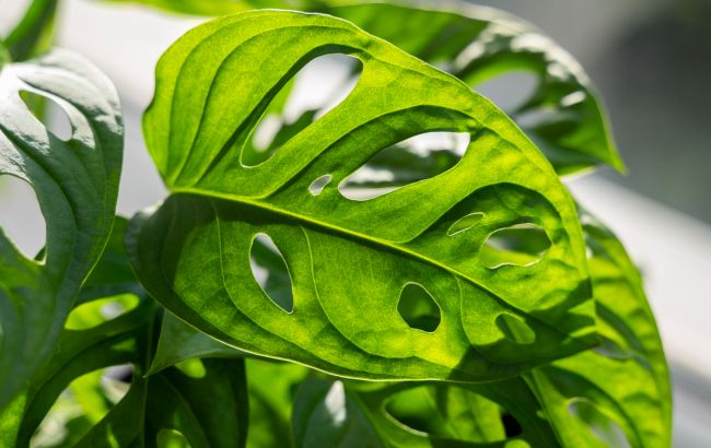 Хитрый план эволюции: почему на самом деле растения зеленые