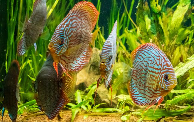 Ідеальні для акваріума: 5 найбільш емоційних видів рибок