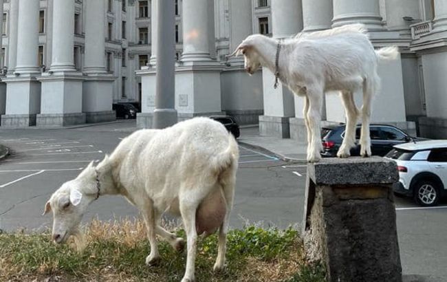 В центре Киева козы паслись возле МИДа: курьезное фото