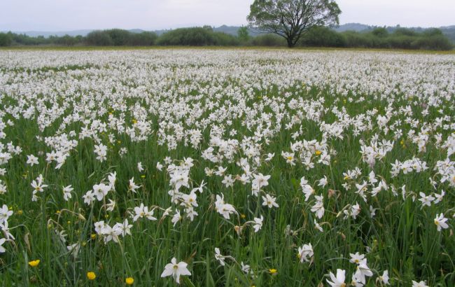Поджог "Долины нарциссов": прокуратура утвердила обвинение