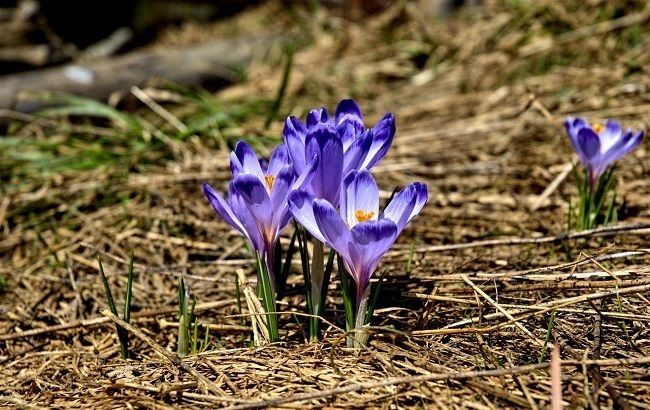 Повезет не всем: где в Украине пройдут дожди