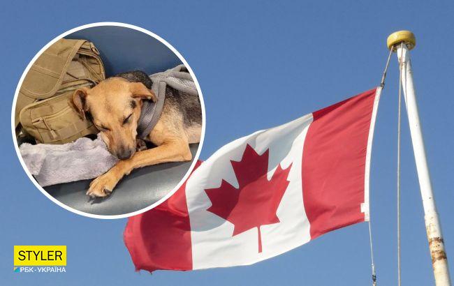 Дождалась! Собака Майя из приюта проехала полмира навстречу к своим новым хозяевам