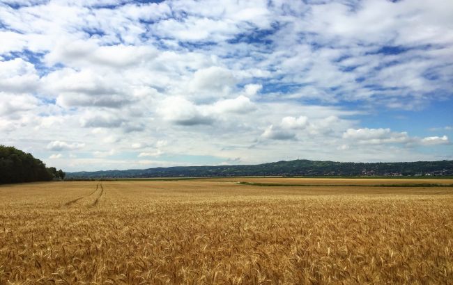 Рынок земли: сколько гектаров продали за первый месяц