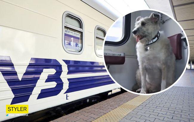 Четырехлапая проводница Николь работает на эвакуационном поезде: всегда знает, к кому подойти