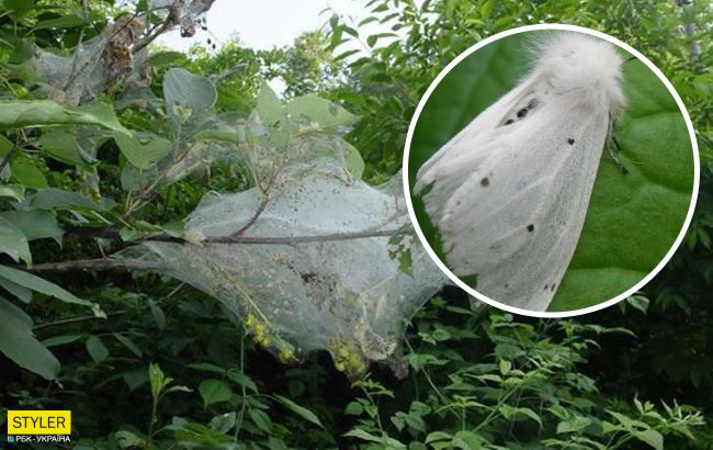 На Волыни обнаружили нашествие опасных насекомых: за ночь уничтожают дерево