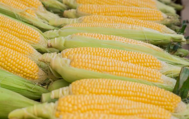 Як обрати смачну і солодку кукурудзу: поради від фермерів та кухарів