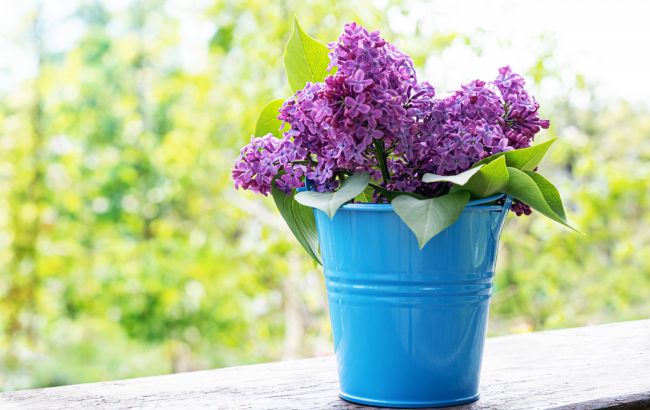 Не буде в'янути тижнями: як допомогти бузку у вазі довго залишатися свіжим