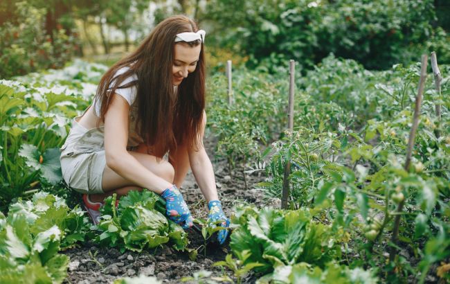 Календарь огородника на апрель 2026: когда сеять, а когда вообще не подходить к грядке