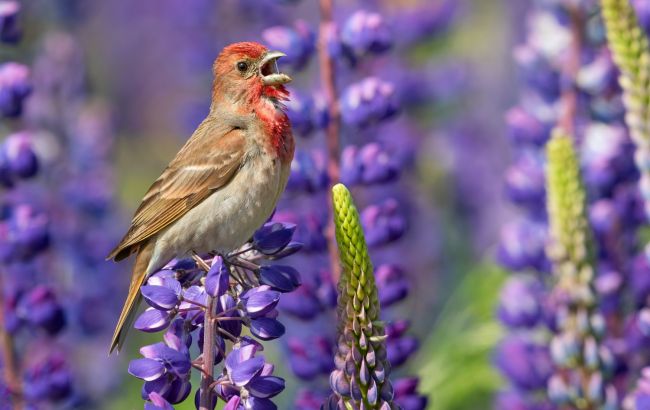 Тайный спектр: ученая объяснила, почему птицы видят мир намного цветнее людей