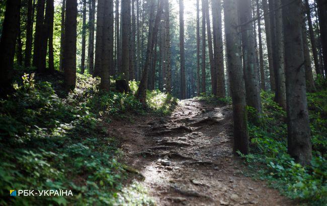 Украинцам в ряде регионов запретили посещать леса на выходных: названа причина