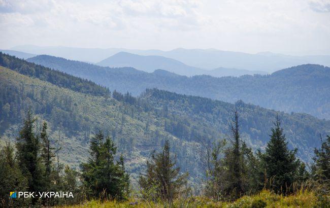 Незаконно вырубали леса: на Закарпатье разоблачили схему на более 5 млн гривен