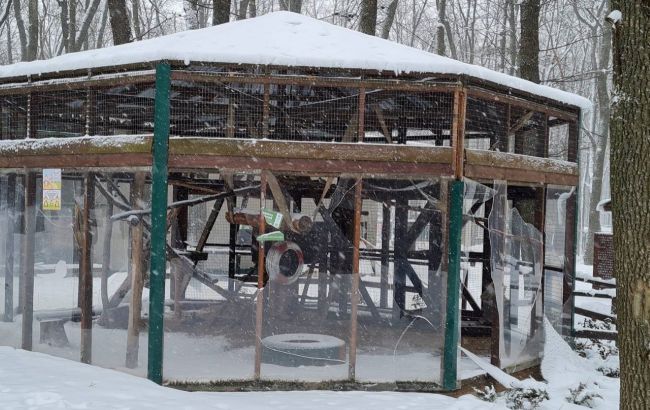 Харьковский экопарк разрушен обстрелами. Крупных хищников могут усыпить