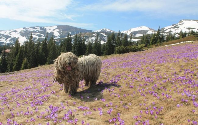 Украинские спасатели показали хвостатого "психолога" Сикро: чем прославился пес