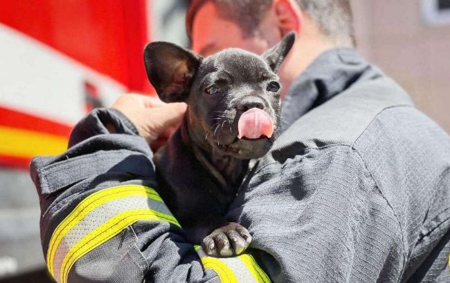 Одесские спасатели показали своего пса-талисмана: Мажор может стать конкурентом Патрону