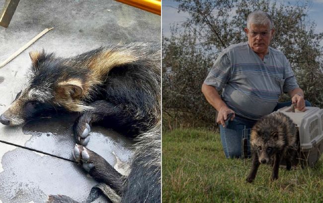 Лечили больше месяца: енотика, которого спасли бойцы ГСЧС, выпустили на волю