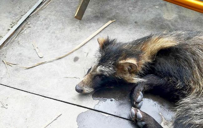 Бойцы ГСЧС провели спасательную операцию, вызволив застрявшего в заборе енотика (фото)