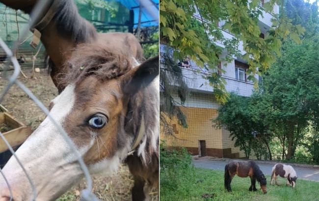 Военный ВСУ спас двух пони: Капа и Маленькая любят мюсли и радуют защитников (фото)