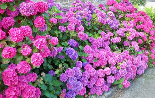 Чому варто купити гортензію?