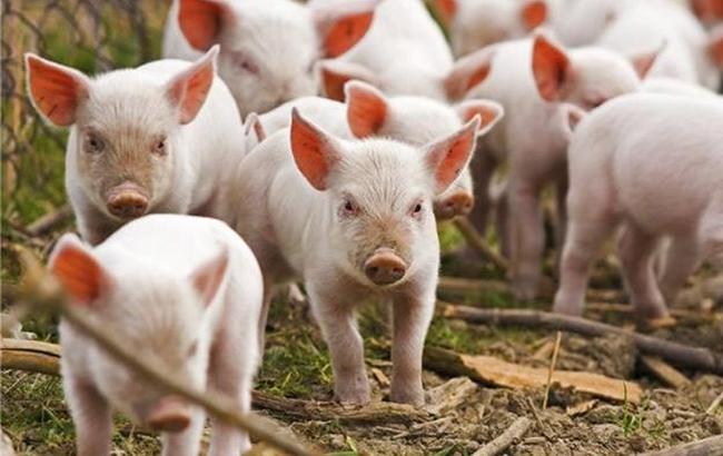 В Ровенской области зафиксирована вспышка АЧС