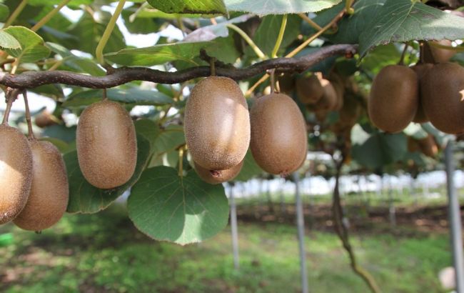 Ось що буде, якщо з'їдати по два ківі щодня