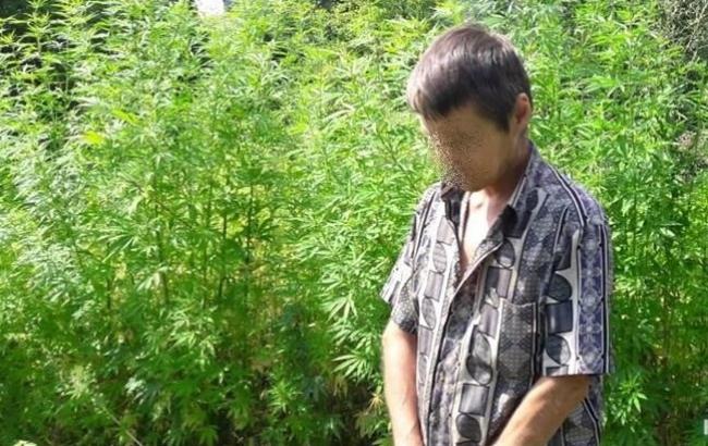 В Киевской области полиция уничтожила свыше 2 тыс. кустов конопли