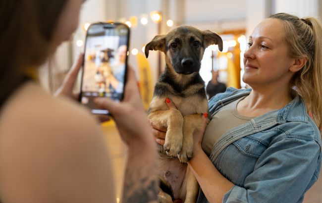 Им нужна семья. В Киеве будут бесплатно раздавать кошек и собак: где и когда