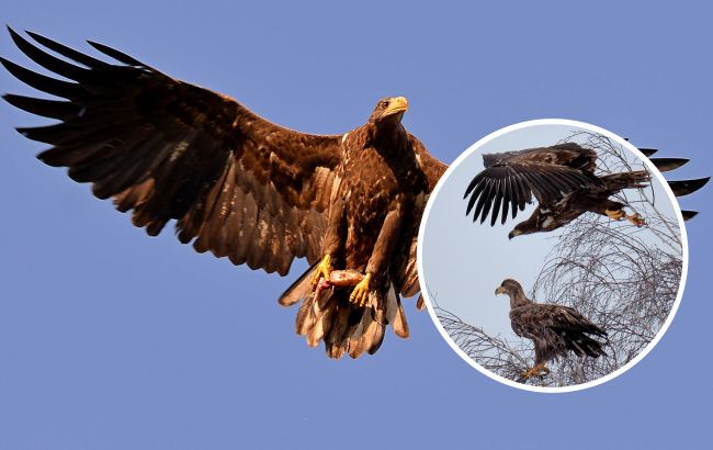 Ласують рибою і полюють на чорних лелек: у Чорнобилі зростає популяція червонокнижних орланів