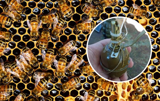 Під Києвом бджоли самі "розмінували" вулик, замінований росіянами (фото)