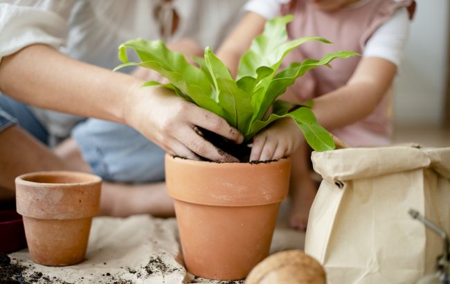 Это удобрение из холодильника совершит чудо с вашими комнатными растениями!