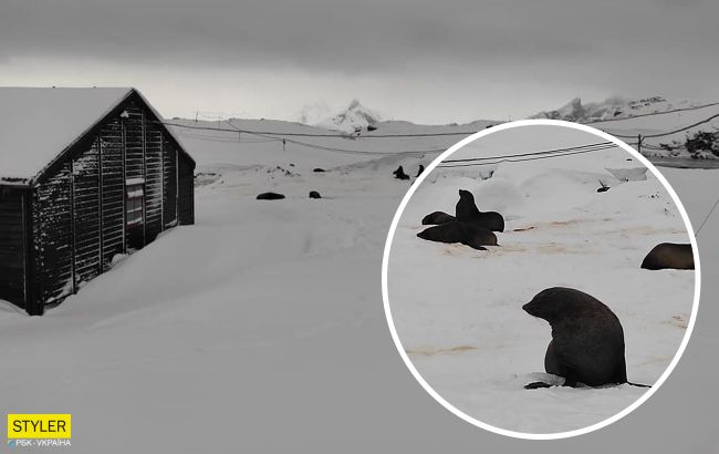 Украинские полярники показали необычных гостей: приплыли и устроили лежбище
