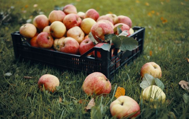 Найкращі способи зберігання яблук, щоб вони залишалися свіжими всю зиму