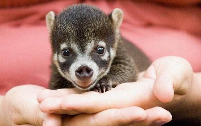 Всемирный день животных: какие экзотические питомцы живут в домах украинцев