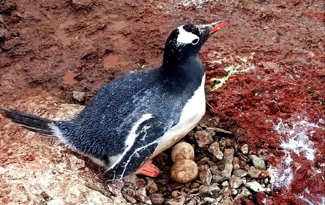 Українські полярники показали, як пінгвіни готуються стати батьками: дуже милі фото
