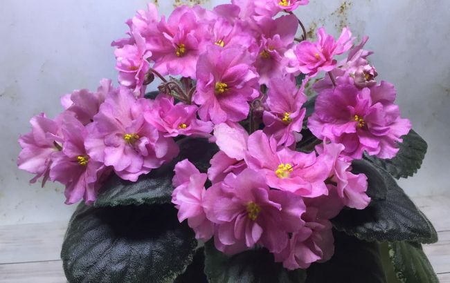 Вот почему в доме нельзя держать фиалку